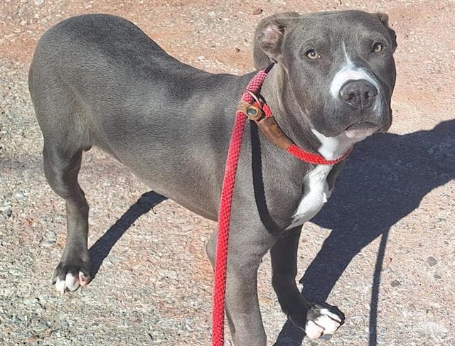 Dante - American Pit Bull Terrier