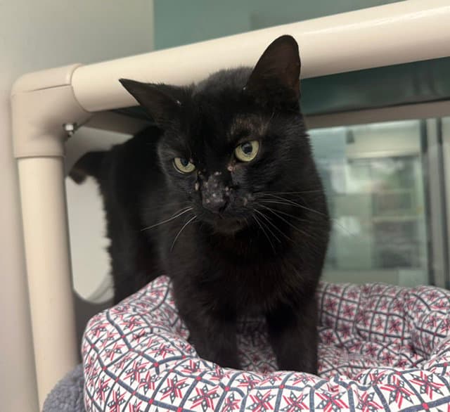 Mystery - Domestic Short Hair