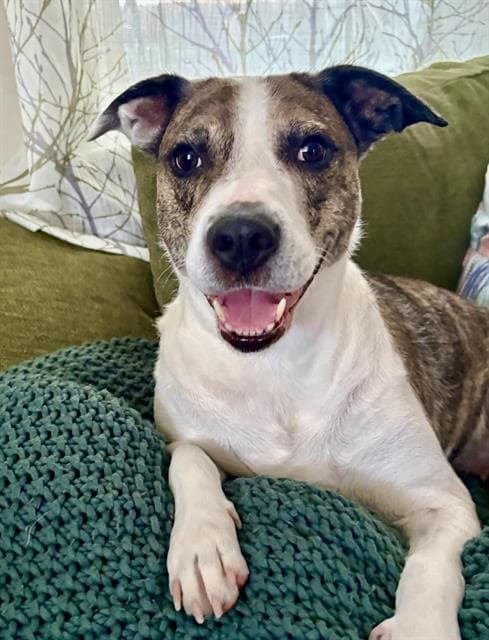 Abaddon - American Pit Bull Terrier