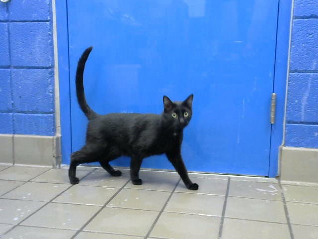 Sugar - Domestic Short Hair