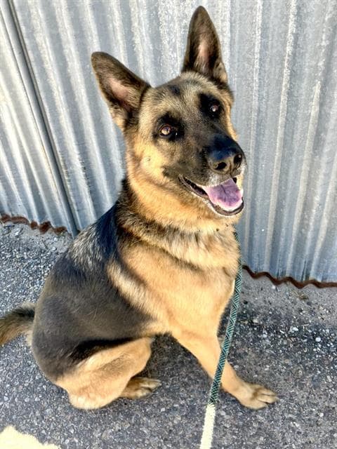 Sage - German Shepherd Dog