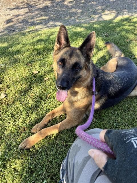 Sage - German Shepherd Dog