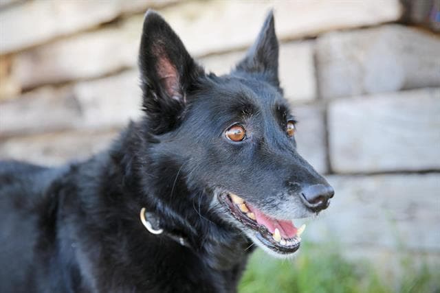Athena - Australian Cattle Dog/Blue Heeler