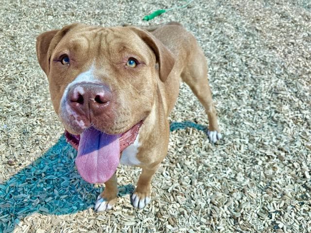 Simba - Pit Bull Terrier