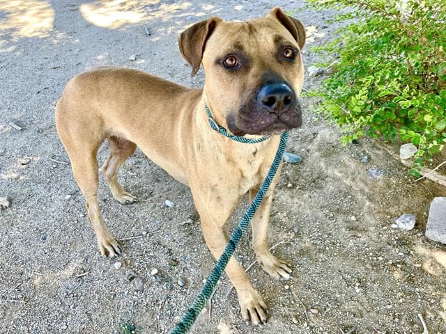 Rano - American Pit Bull Terrier