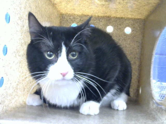 Tinker - Domestic Short Hair