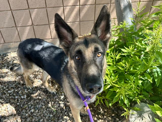 Larry - German Shepherd Dog