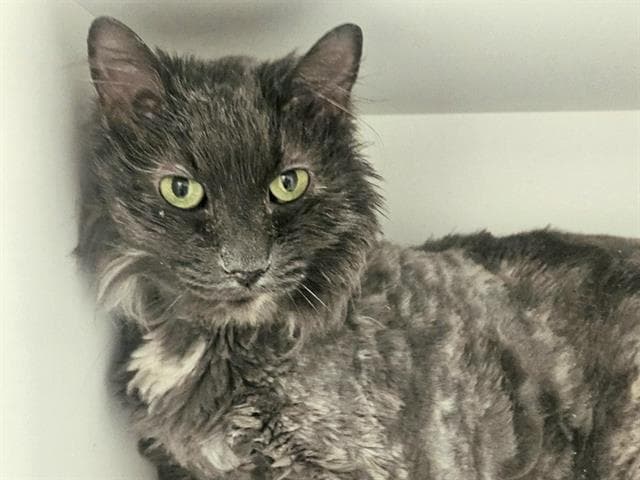 Mecca - Domestic Long Hair