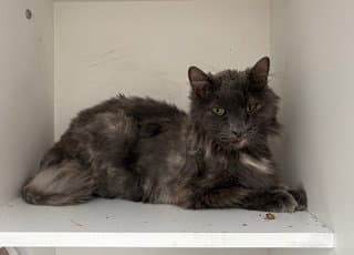 Mecca - Domestic Long Hair