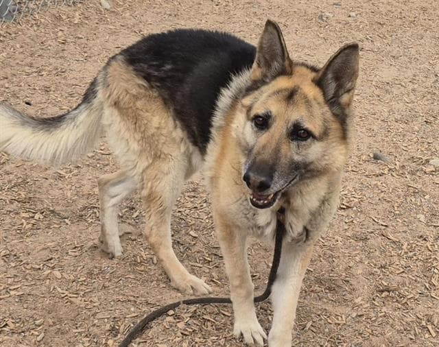Chucho - German Shepherd Dog