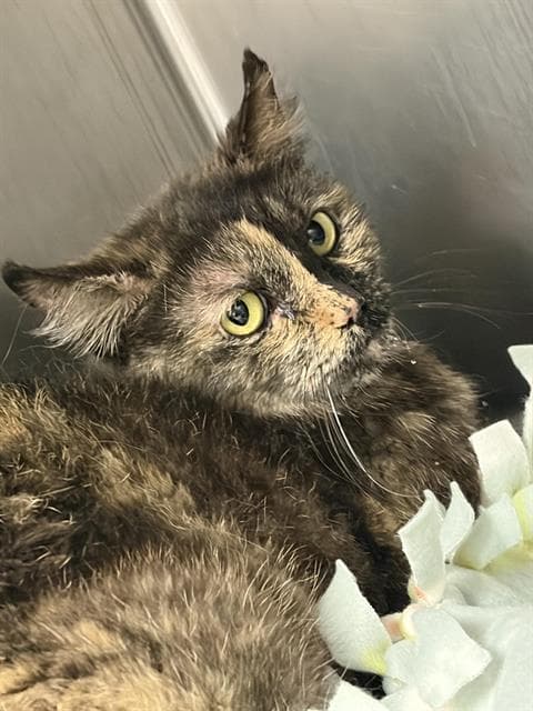 Intel - Domestic Medium Hair