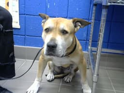 Queenie image 1