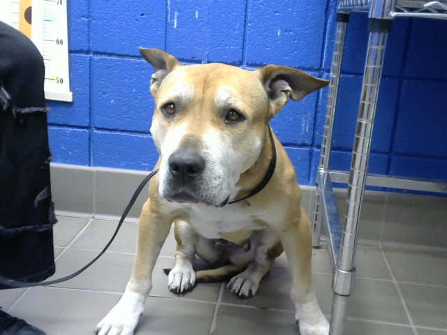 Queenie - Pit Bull Terrier