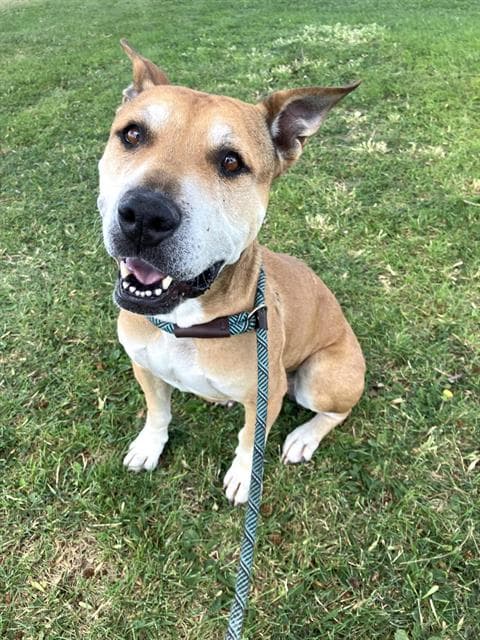 Queenie - Pit Bull Terrier