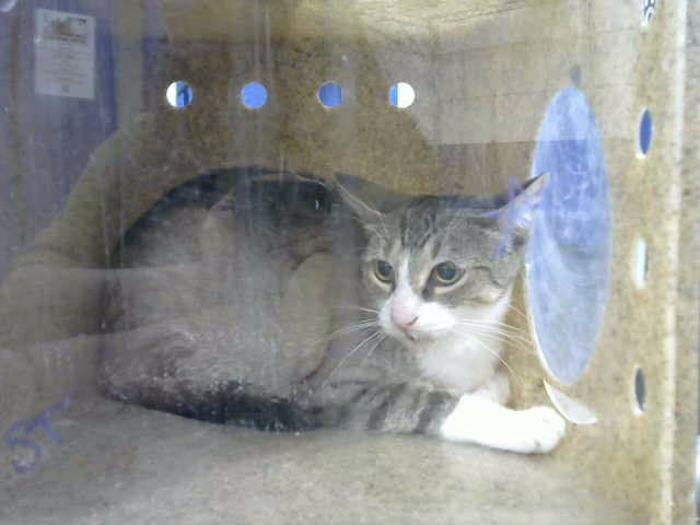 Mama - Domestic Short Hair