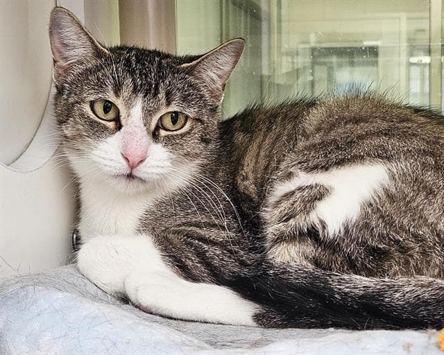 Mama - Domestic Short Hair
