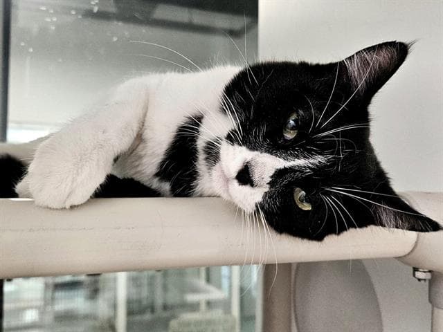 Joopy - Domestic Short Hair