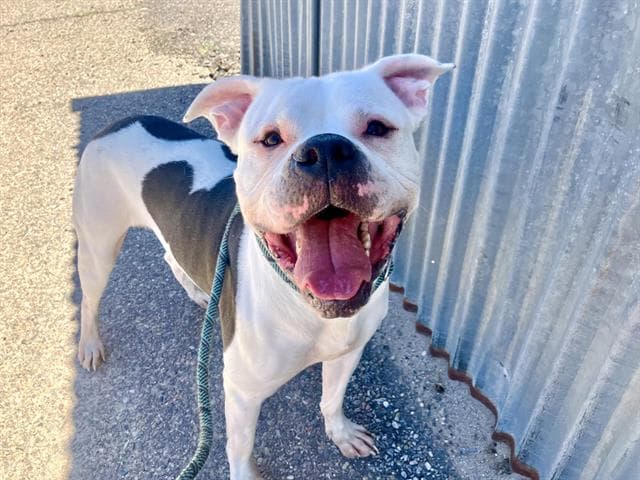 Lucas - American Pit Bull Terrier