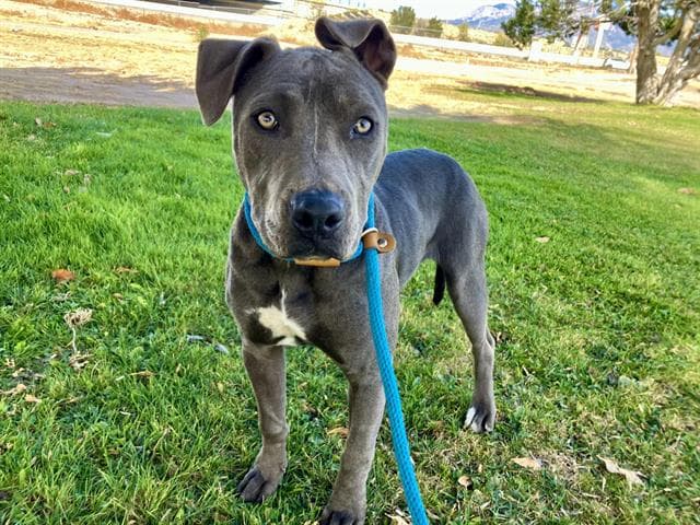 Tina - American Pit Bull Terrier