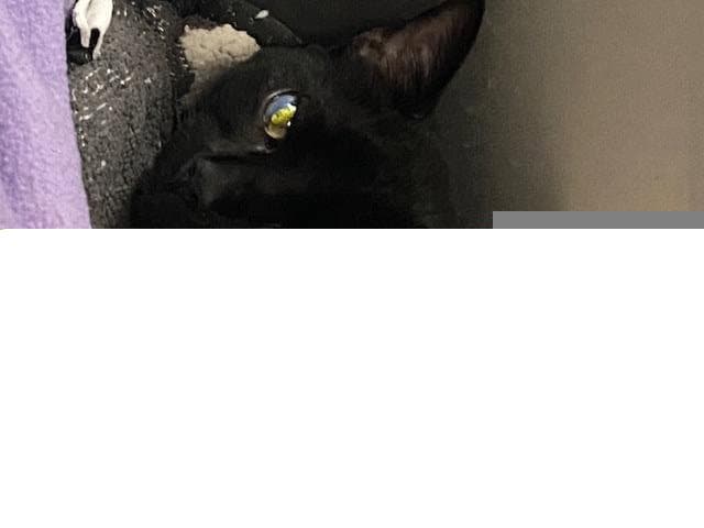 Tarot - Domestic Short Hair