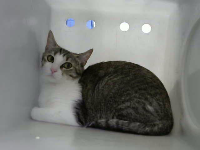June Bug - Domestic Short Hair