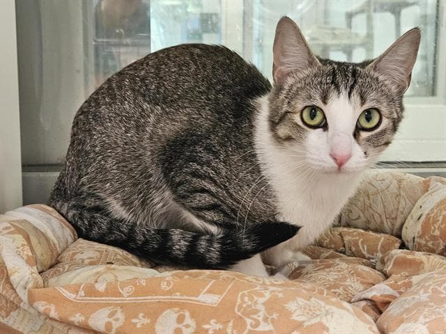 June Bug - Domestic Short Hair