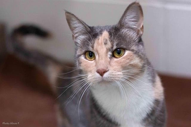 Riot - Domestic Short Hair