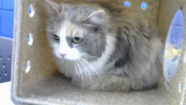 Nova - Domestic Long Hair