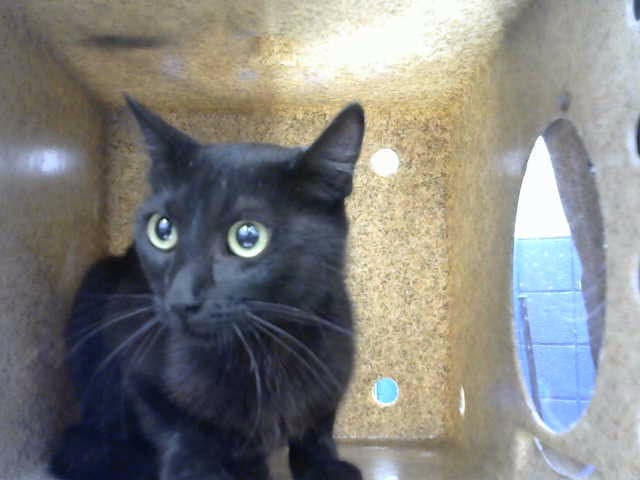 Jello-O - Domestic Short Hair