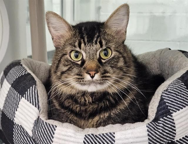 Louis - Domestic Short Hair