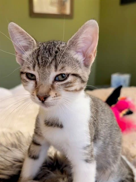 Hoshie - Domestic Short Hair