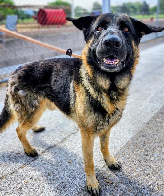 Ace - German Shepherd Dog