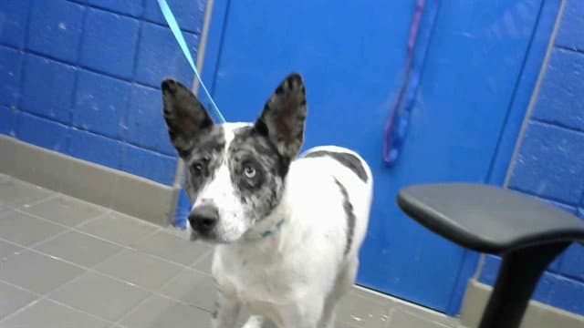 Molly - Australian Cattle Dog/Blue Heeler