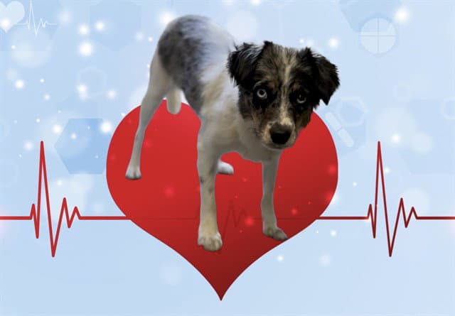 Austin - Australian Shepherd