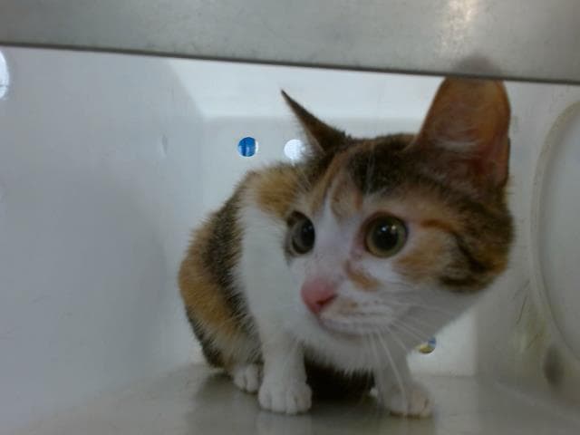 Gizmo - Domestic Short Hair