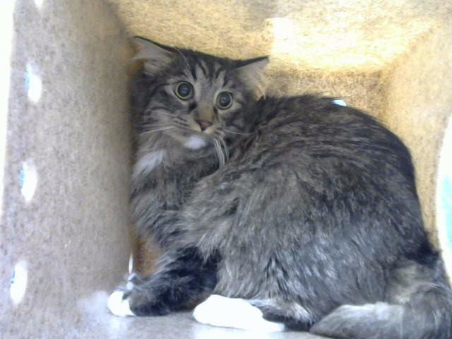 Thea - Domestic Long Hair
