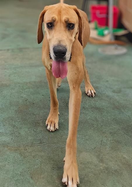 Daisy - Great Dane