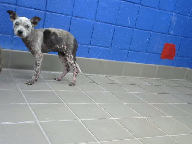 Drew - Australian Cattle Dog/Blue Heeler