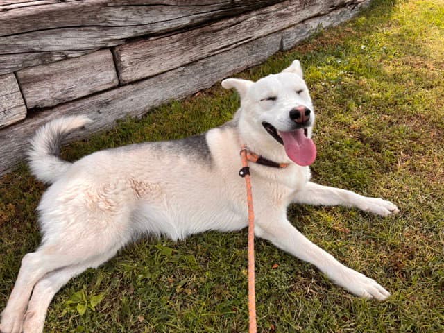 Echo - Husky