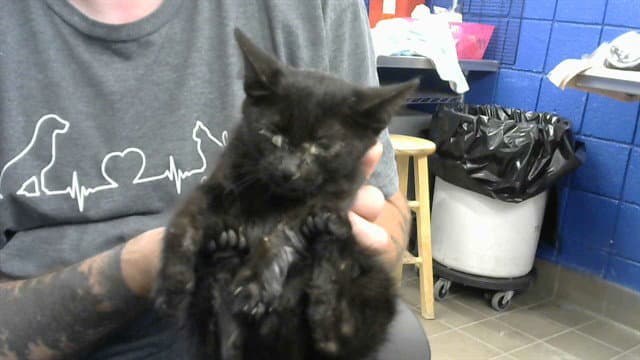 Nefra - Domestic Short Hair