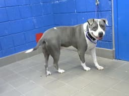 Trixie image 1