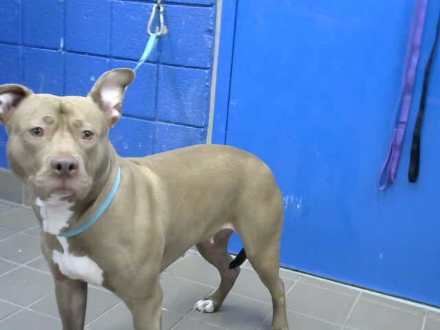 Cleo - American Pit Bull Terrier