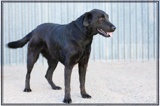 Naomi - Labrador Retriever