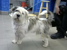 Toto De Benzo image 1