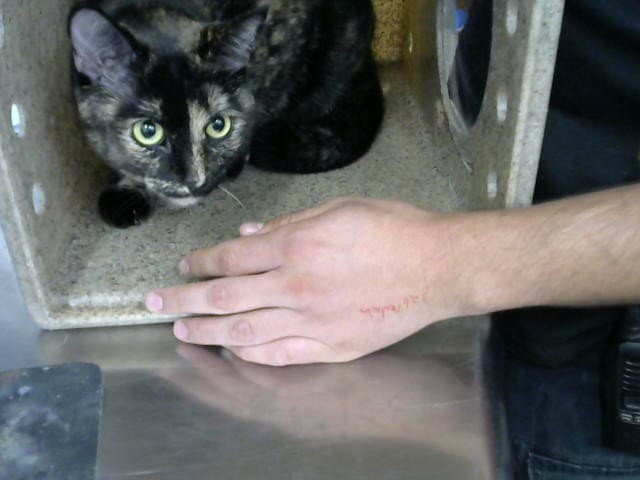 Bean - Domestic Short Hair