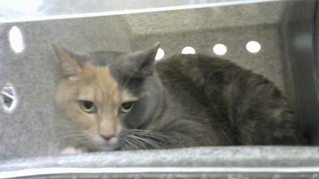 Zoey - Domestic Short Hair