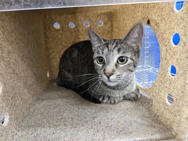 Nima - Domestic Short Hair