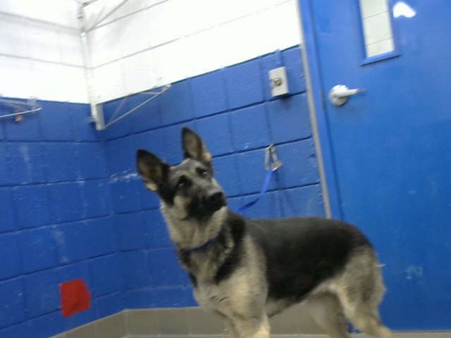 Heidi - German Shepherd Dog