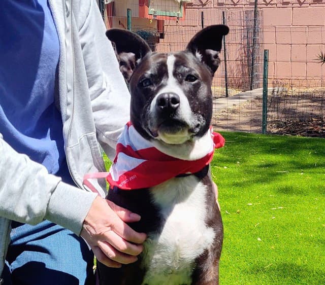 Tinkerbell - American Pit Bull Terrier