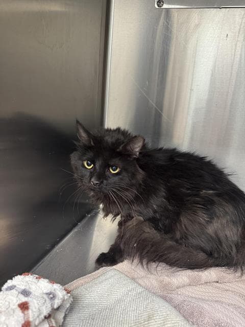 Fluffy - Domestic Medium Hair